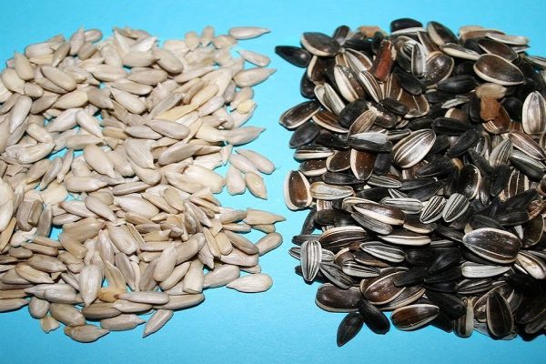 Почему женщинам так необходимо употреблять семечки подсолнуха?