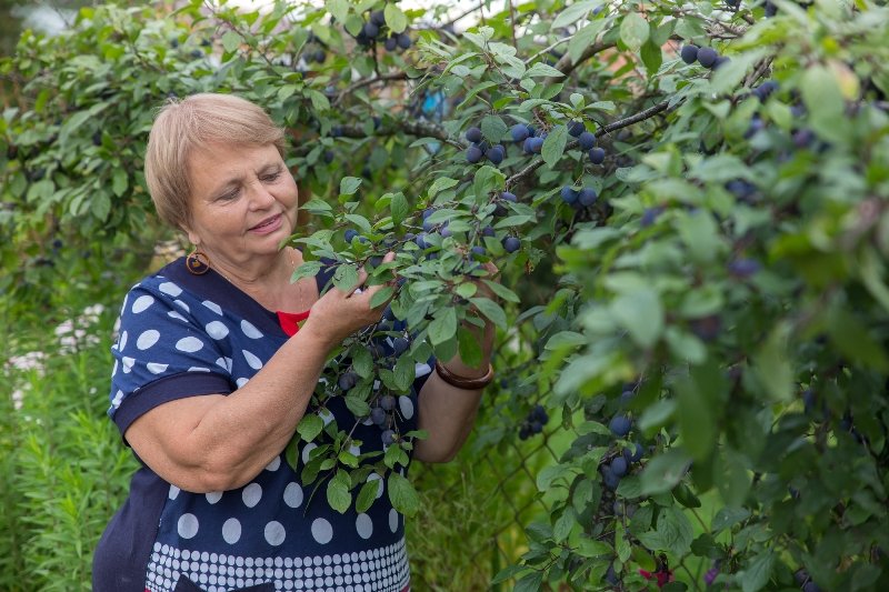 ЧЕМ ПОЛЕЗНЫ СЛИВЫ ДЛЯ ЗДОРОВЬЯ 3