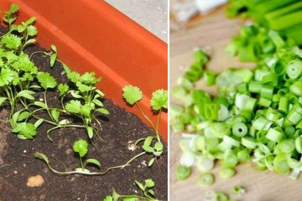 Семь видов полезной зелени