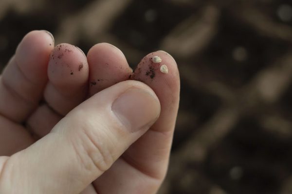 Бабушка показала два способа посадки томатов на зиму в октябре, чтобы получить мощный и ранний урожай