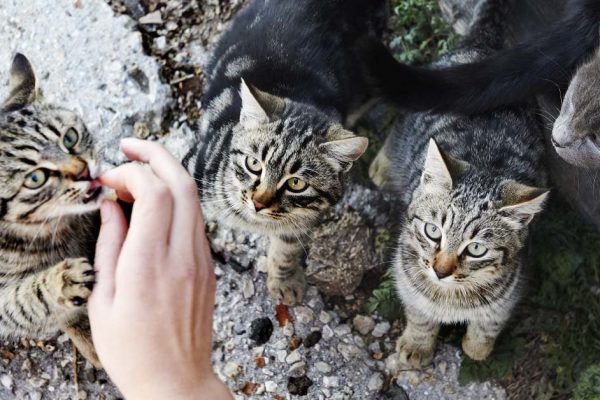 Почему люди заводят много кошек и как с ними совладать