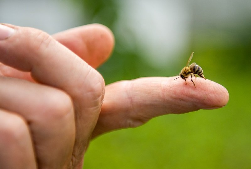 Как узнать насекомое по укусу советы, безопасность, клещи, комары, насекомые, пауки, укусы