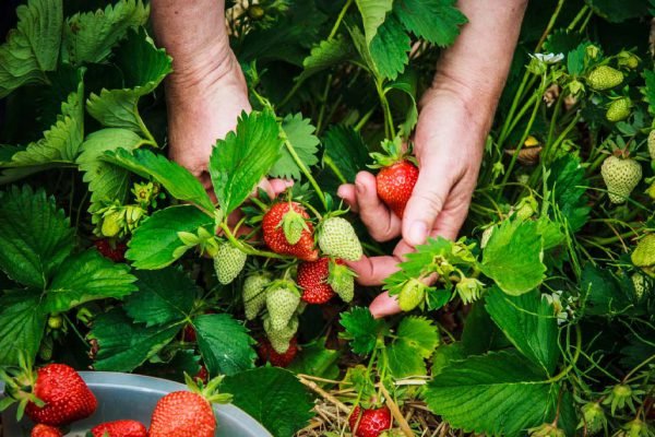 Дочка отказалась помочь нам собрать клубнику и посоветовала продать дачу, тогда мы решили преподать ей урок