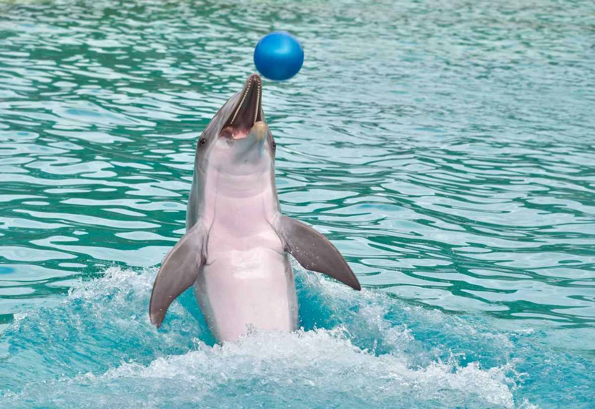 Почему дельфины не построили свою цивилизацию, ведь они такие умные дельфинами, дельфины, правда, дельфинов, должен, существ, доказали, PixabayПоплавать, говорить, дельфинарии, пользу, лучше, способны, больше, только, плавания, делает, этими, могут, человека