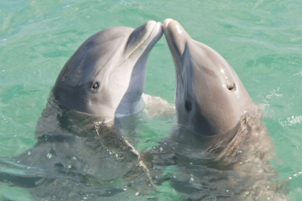 Почему дельфины не построили свою цивилизацию, ведь они такие умные
