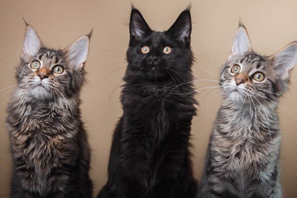 Maine Coon kitten portrait on a color background