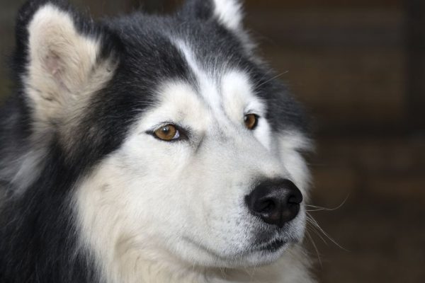 Знакомый из собачьего питомника не устает восхищаться маламутами