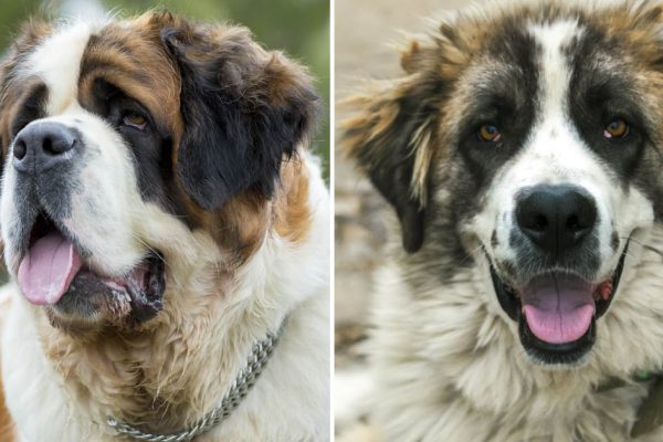 Может ли огромный сенбернар быть заботливой няней для ребенка