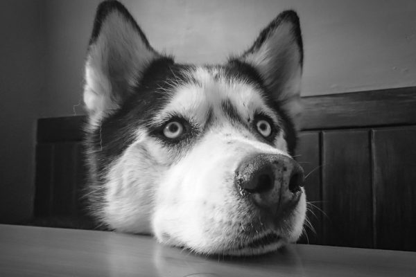 Голубоглазые хаски часто оказываются в сворах бродячих собак и приютах, вот все причины ужасного поворота судьбы