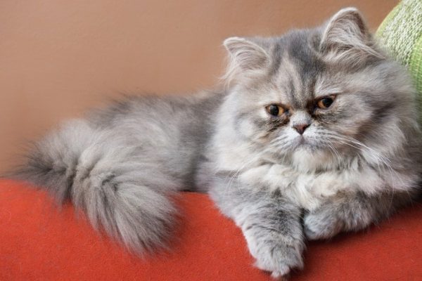 Рейтинг самых хрупких пород кошек