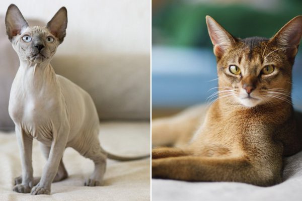 Домашние кошки, которых относят на птичий рынок и продают недовольные хозяева