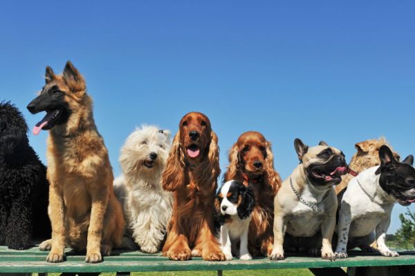 Group of puppies purebred dogs on a table