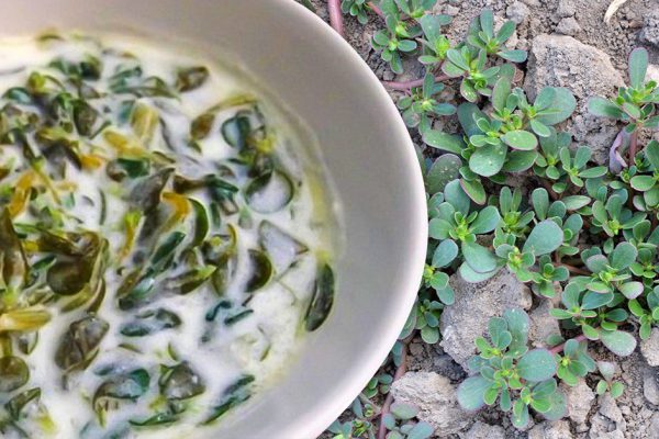 Итальянская тетя научила делать салат из нашего сорняка, в Италии его солят, маринуют и даже квасят, а мы выбрасываем