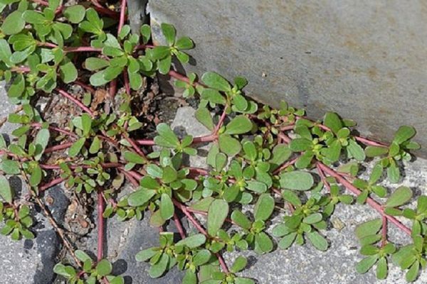 Если ты заметишь это растение у себя во дворе, не спеши вырывать его с корнем!