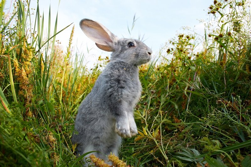Как упростить изучение английского языка предложения, кролики, rabbit, именно, кролик, бегали, равно, двигался, понятно, предложении, slowly, moving, можно, месте, dream, поможет, нужно, предложение, времени, глаголом