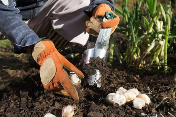 Close up of hand with gloves planting bulbs with flower bulb planter outdoors in garden. Use of garden tools.