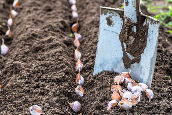 Посадка чеснока под зиму прямиком на грядки, ждущие крупных головок
