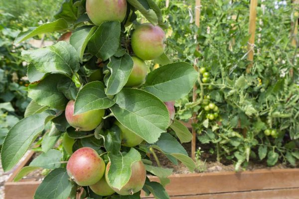 Кто же знал, что у колоновидных яблонь, плодоносящих каждый год, множество недостатков