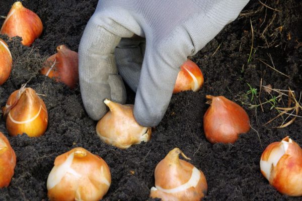 Посадка лилий весной и какие тонкости нужно соблюдать