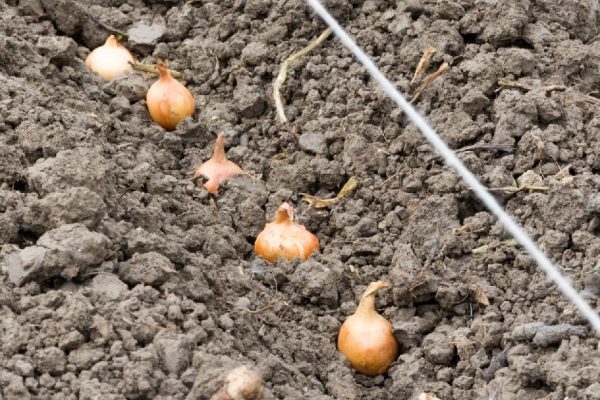 Planting onion bulbs in the plowed land.