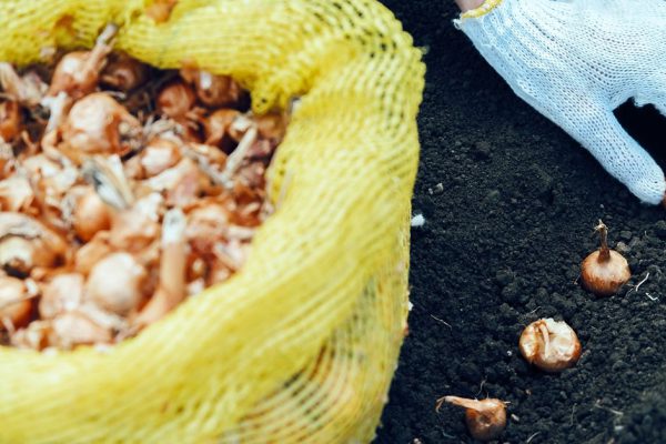 Female gardener is planting onion seedlings in the soil, face is not visible, agriculture