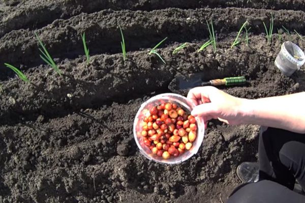 Почему китайский метод посадки лука лучше остальных