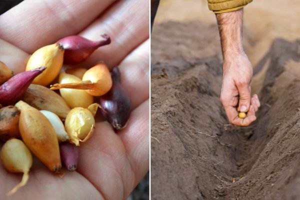 Правила грамотной посадки озимого лука в октябре, щедрый урожай обеспечен