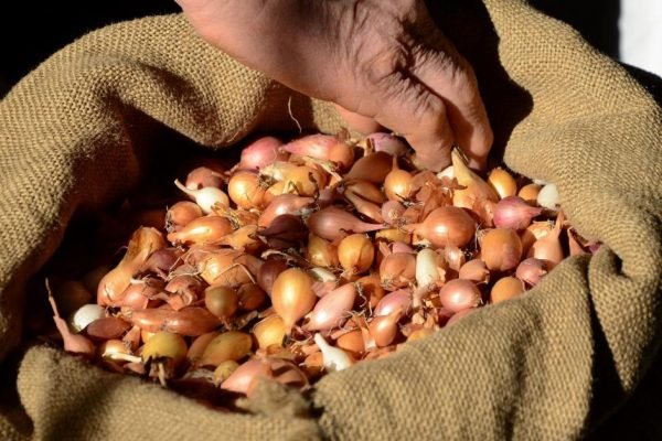 Чтобы лук вырос крупным, в ноябре замочи его в этом растворе