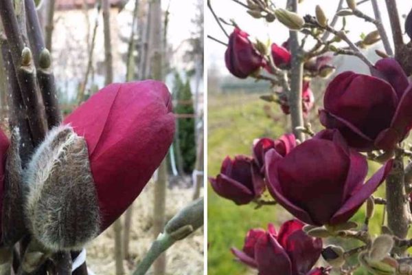 Можно ли вырастить магнолию на даче и как это сделать