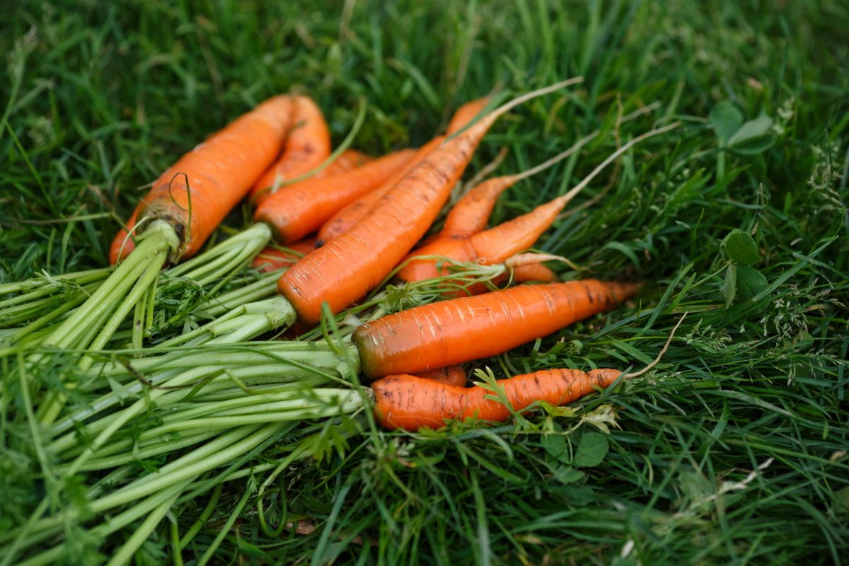 посадка моркови осенью