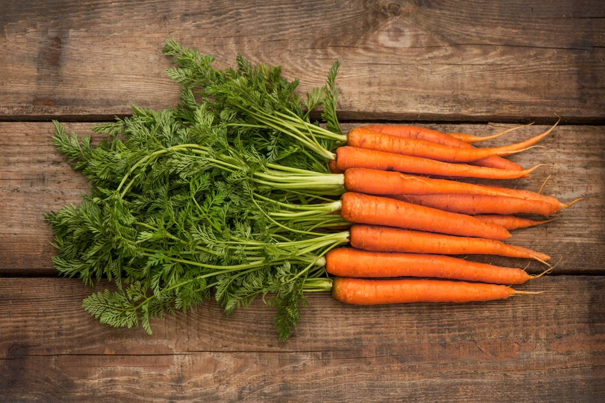 Чтобы получить крупные плоды, заядлые огородники сажают морковь с манкой морковь, моркови, семена, нужно, манкой, бороздки, можно, морковки, сеять, грядку, огородники, семян, осенью, чтобы, больше, хорошо, мукой, подходят, сорта, весной