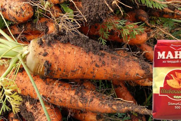 Чтобы получить крупные плоды, заядлые огородники сажают морковь с манкой