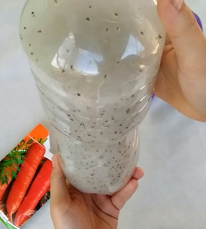 sadenie mrkvy