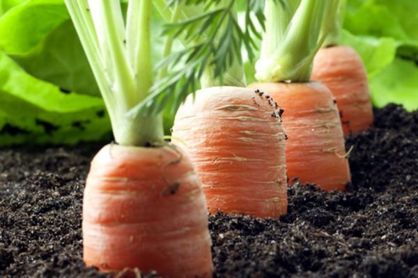 Хитрый способ посадки моркови