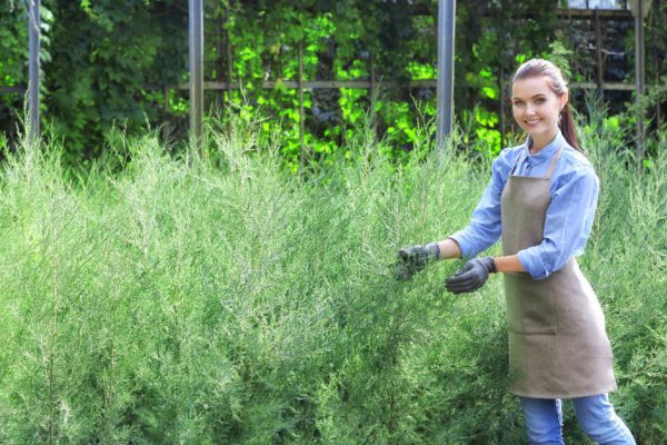 Pretty young gardener looking after juniper in greenhouse