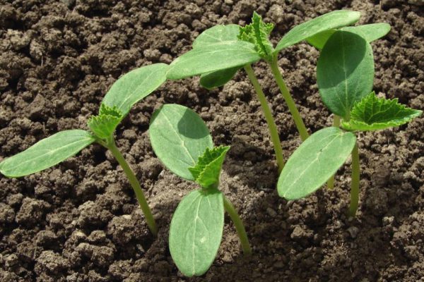 Метод посадки огурцов в горячие опилки и как провести ее по всем правилам