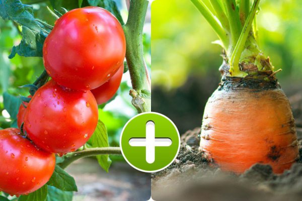 Секреты совместной посадки овощей