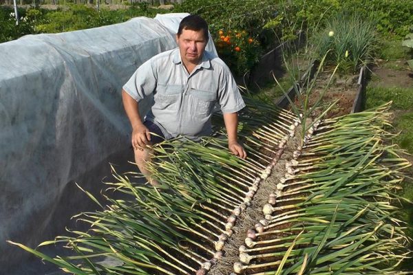 Правила посадки озимого чеснока