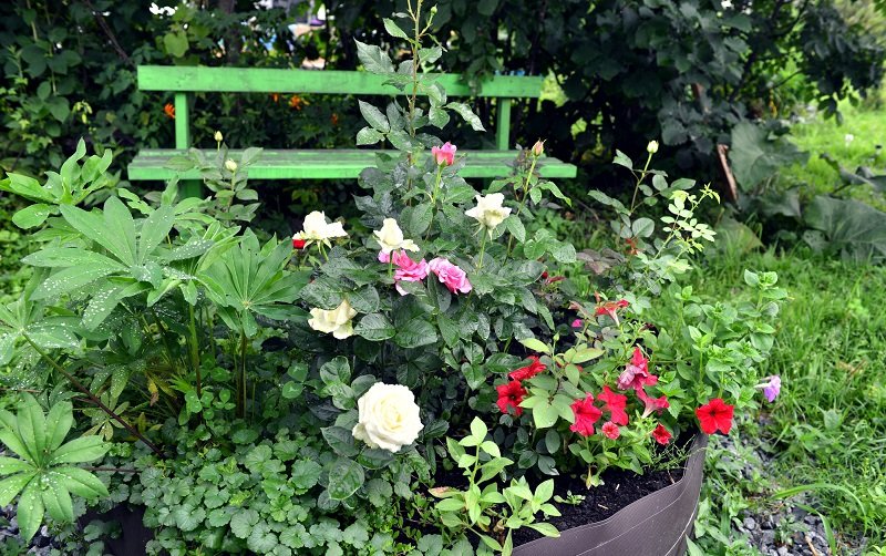 Как правильно высаживать розы осенью Вдохновение,Советы,Розы,Сад,Садоводство,Цветы