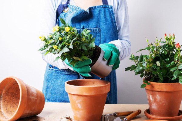 Как правильно высаживать розы осенью