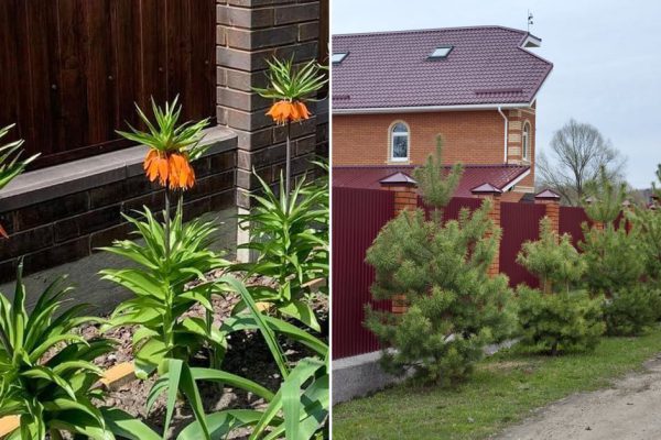 У каких хозяек не цветут рябчики