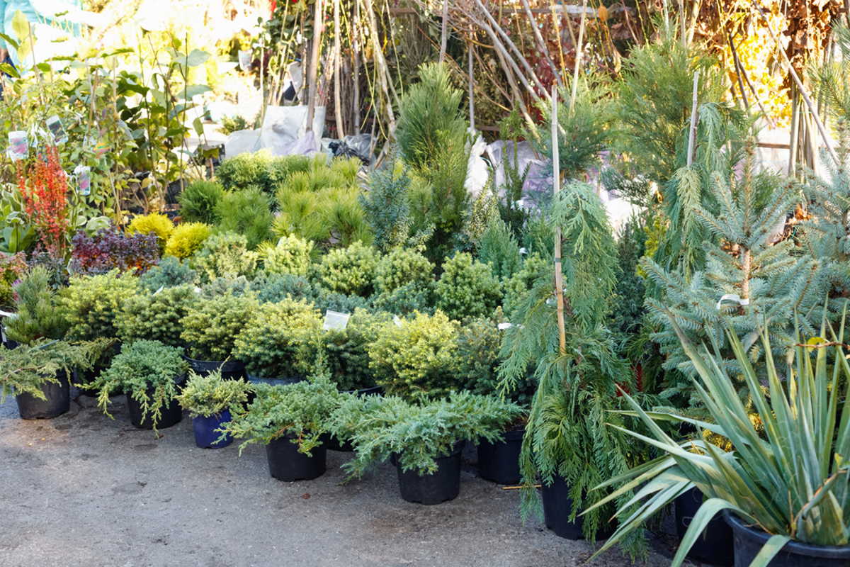 посадка яблони богатырь