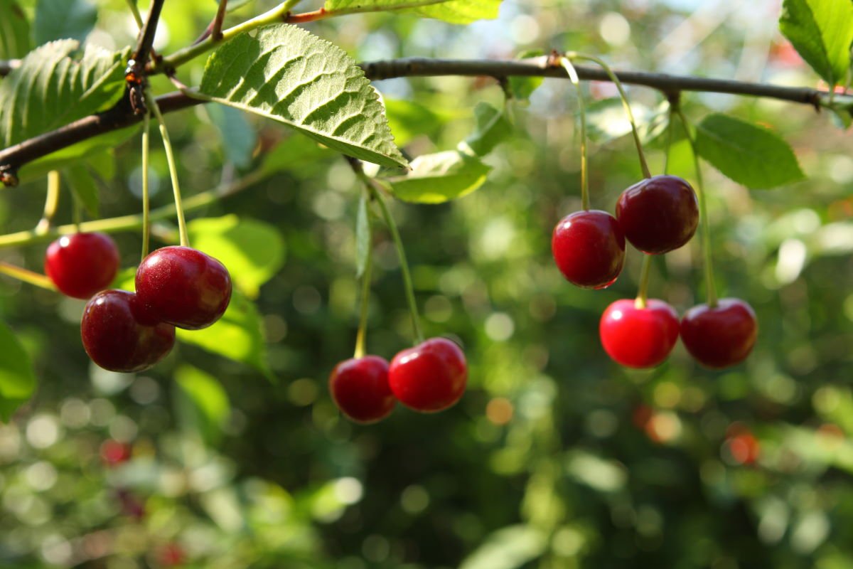 посадка яблони белый налив