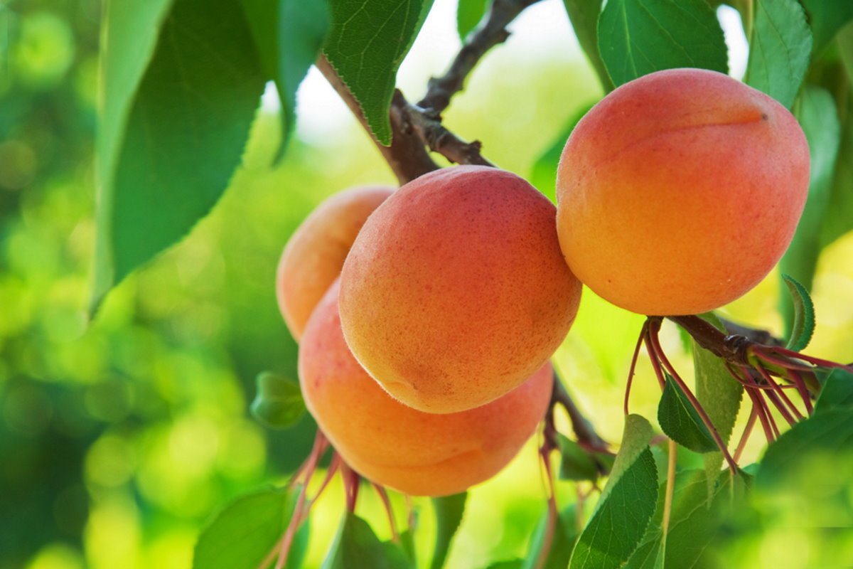 посадка яблони в июне