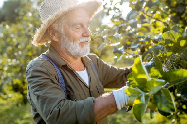 Senior well-dressed man as a gardener pruning branches of a fruit trees in the apple orchard. Concept of a fruit gardening on retirement age