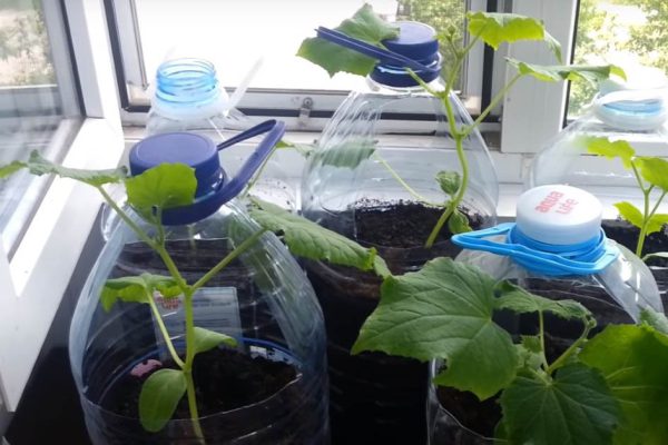 Сосед выращивает огурцы в бутылках, перенимаю его опыт, фантазируем о богатом урожае