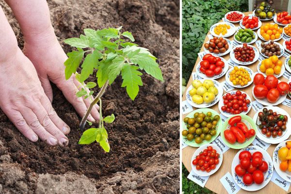 Чтобы кусты помидоров росли здоровыми, в каждую лунку сыплю по одной ложке порошка