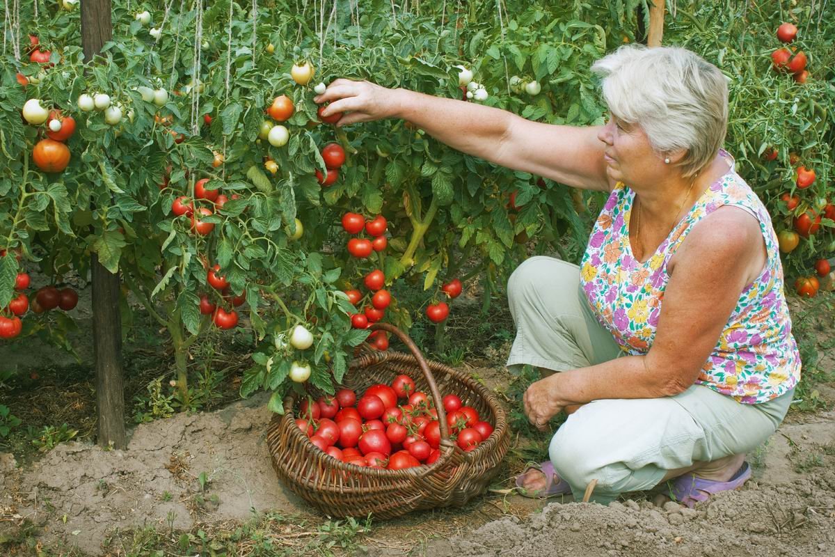 Верный способ посадки томатов, которому меня научил сосед по даче рассады, чтобы, томатов, рассаду, растения, посадки, листьями, траншеи, земле, способ, общие, томаты, корни, пересадки, будет, нужно, лунки, грунт, открытый, обрежь