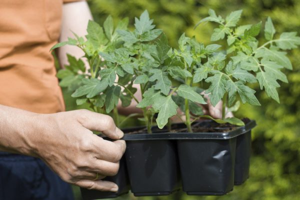 Верный способ посадки томатов, которому меня научил сосед по даче