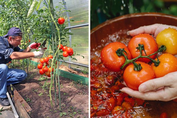 Сосед по даче Федор Михайлович открыл тайну: он следит за расстоянием между кустами помидоров, оттого урожай всё богаче с каждым годом